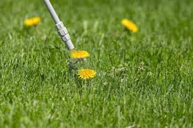 Lawn Weed Control